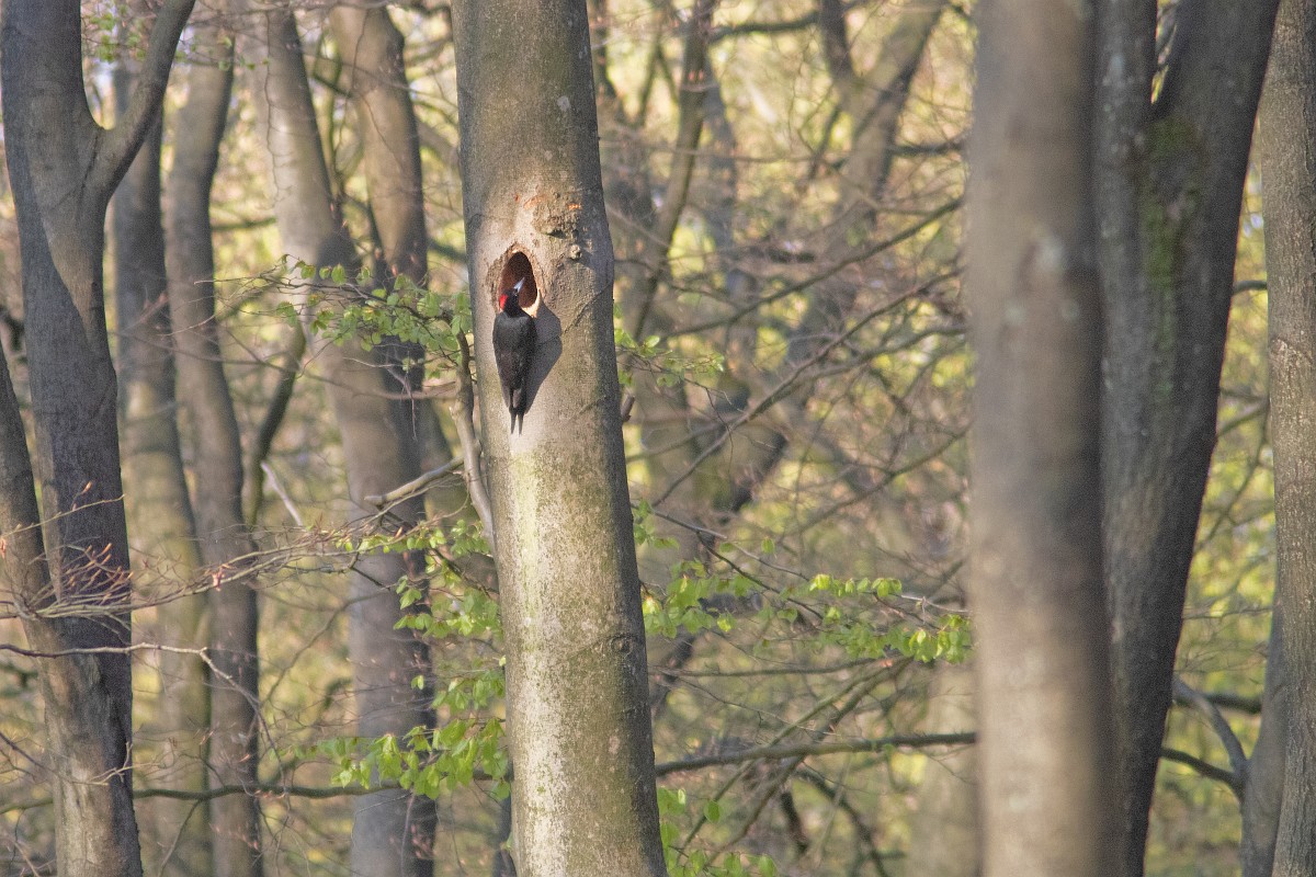 Dik kokrak sorish Dik kokrak sorish